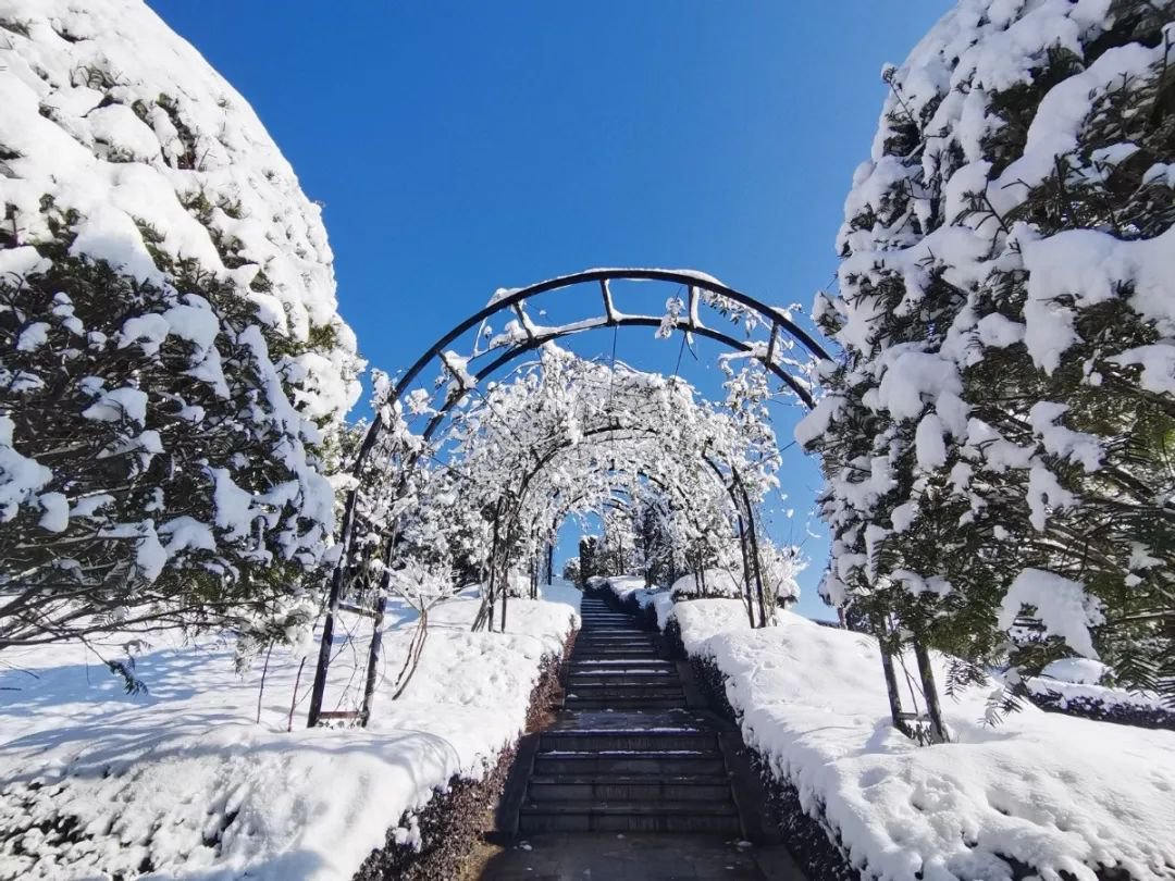 雪落玉龙，三冬含暖。